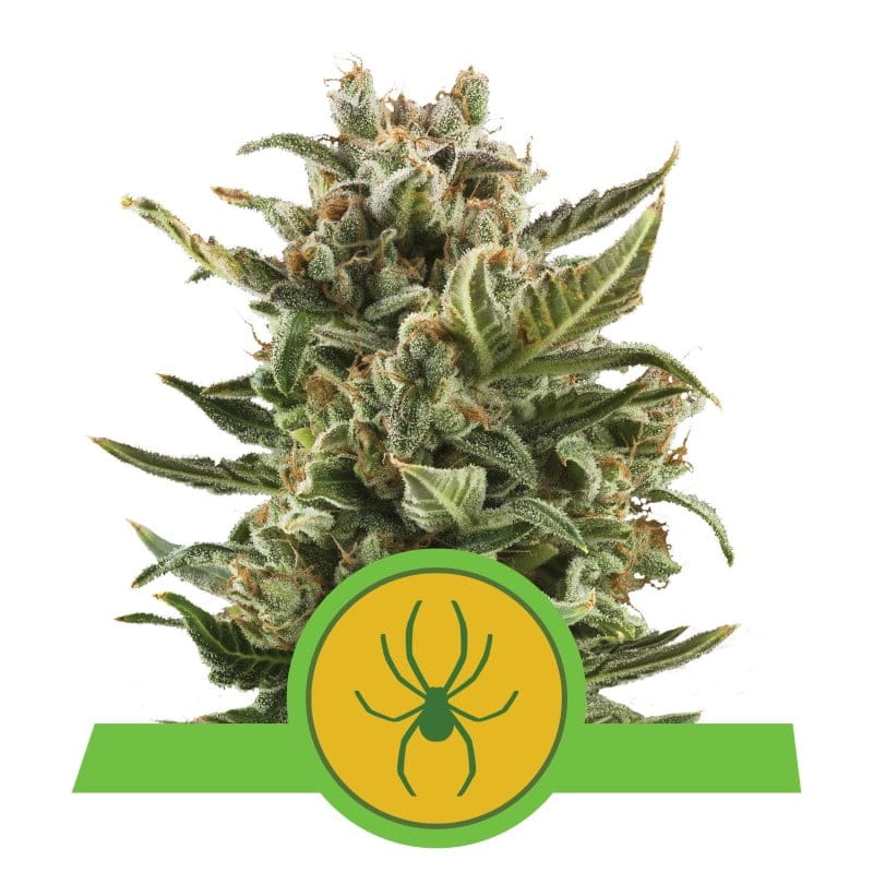 High-quality image of a White Widow Automatic cannabis plant grown by Royal Queen Seeds, highlighting her lush green foliage and resin-drenched, mature buds.