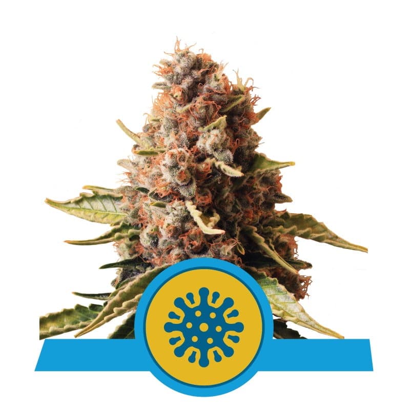 Image of Euphoria CBD strain by Royal Queen Seeds, featuring resin-rich buds and lush green leaves, a CBD-dominant cannabis variety known for potential therapeutic benefits.
