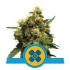 An image displaying Painkiller XL, a cannabis strain from Royal Queen Seeds, known for her therapeutic properties, showcasing lush green leaves and resinous buds.