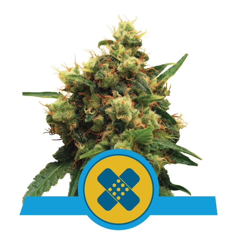 An image displaying Painkiller XL, a cannabis strain from Royal Queen Seeds, known for her therapeutic properties, showcasing lush green leaves and resinous buds.
