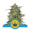 Royal Highness Strain from Royal Queen Seeds: A distinguished cannabis strain recognized for her regal genetics and unique qualities.