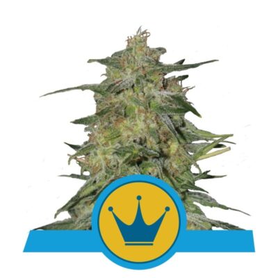 Royal Highness Strain from Royal Queen Seeds: A distinguished cannabis strain recognized for her regal genetics and unique qualities.