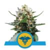 Royal Medic from Royal Queen Seeds: A therapeutic cannabis strain celebrated for her medicinal properties and premium genetics.
