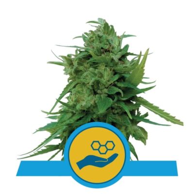 Image showcasing Solomatic CBD from Royal Queen Seeds, a CBD-rich cannabis strain valued for her potential therapeutic properties and low THC content.