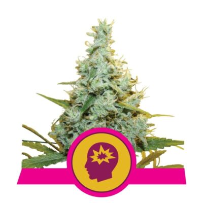 Amnesia Mac Ganja by Royal Queen Seeds, a renowned cannabis strain celebrated for its powerful effects and distinctive flavor profile, a must-try for cannabis enthusiasts.