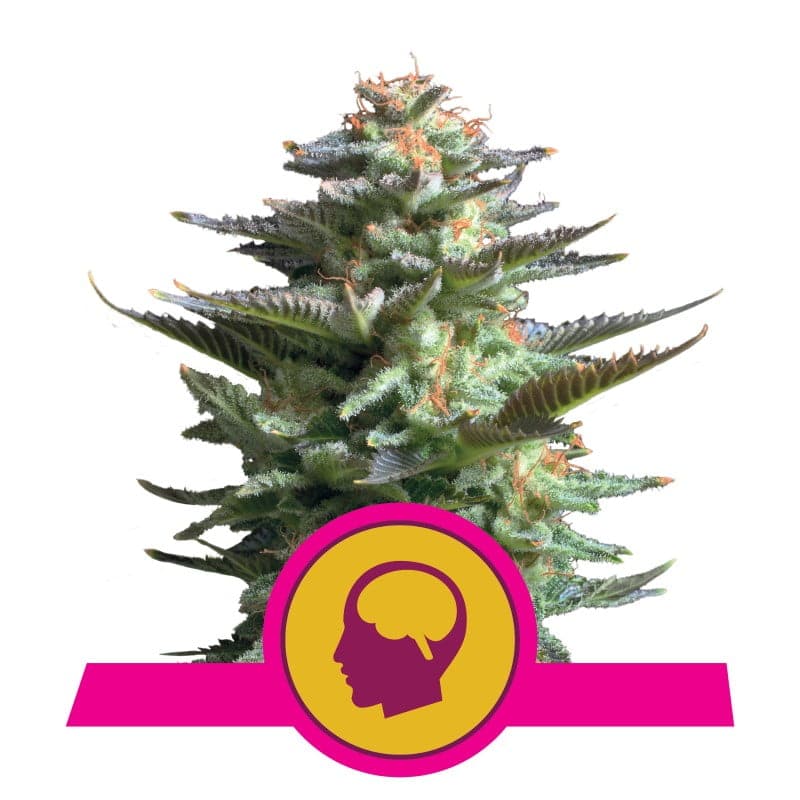 Amnesia Haze cannabis strain by Royal Queen Seeds, known for its potent and uplifting effects, ideal for both recreational and medicinal users.