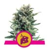 Blue Cheese by Royal Queen Seeds, a renowned cannabis strain celebrated for its pungent aroma and relaxing effects, making it a favorite among cannabis connoisseurs.