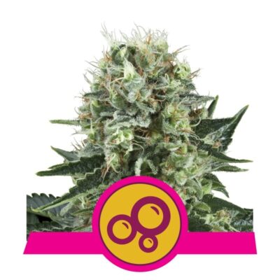 Bubble Kush from Royal Queen Seeds, a well-known cannabis strain celebrated for her relaxing and euphoric effects, a popular choice among cannabis enthusiasts for its balanced experience.