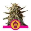 Bubblegum XL from Royal Queen Seeds, a popular cannabis strain known for her sweet and fruity flavor profile and balanced effects, making her a favorite among cannabis enthusiasts.