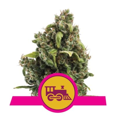 Candy Kush Express from Royal Queen Seeds, a delightful cannabis strain known for its sweet and fruity flavor profile, delivering a balanced and relaxing experience for cannabis enthusiasts.