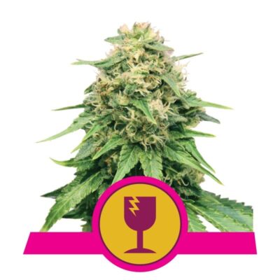 Experience the potency of perfection with Critical from Royal Queen Seeds—a strain known for its robust yields, remarkable flavors, and a deeply relaxing high.