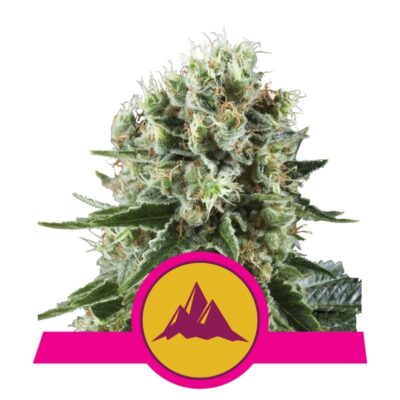 Embark on a journey of relaxation with Royal Queen Seeds' Critical Kush—a powerful strain combining potency and tranquility for a truly elevated experience.