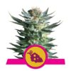 Image of the Fruit Spirit strain by Royal Queen Seeds, featuring vibrant green leaves and resin-rich buds, a popular and flavorful cannabis variety.