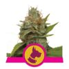 An image of 'Kali Dog from Royal Queen Seeds,' a thriving cannabis plant with resinous buds and vibrant green leaves.