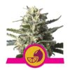 An image of 'Lemon Shining Silver Haze from Royal Queen Seeds,' showcasing a flourishing cannabis plant with resinous buds and lush green leaves, celebrated for her lemony aroma and flavor.