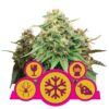 Image of the Feminized Mix by Royal Queen Seeds, showcasing a variety of feminized cannabis seeds for diverse and high-quality cultivation options.