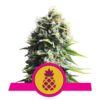 An image featuring Pineapple Kush cannabis strain from Royal Queen Seeds, displaying her luscious green leaves and fruity aroma, known for her tropical and soothing qualities.