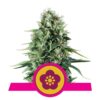 An image featuring the Power Flower Strain from Royal Queen Seeds, highlighting the vibrant green leaves and characteristic features of this cannabis strain.