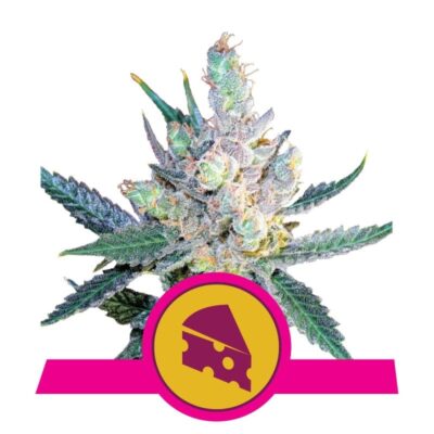 Royal Cheese from Royal Queen Seeds: A distinguished cannabis strain celebrated for her rich and cheesy genetics, delivering an exceptional experience.