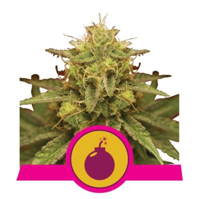 Royal Domina from Royal Queen Seeds: A premium cannabis strain celebrated for her regal genetics and exquisite qualities.