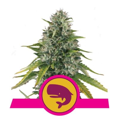 Royal Moby from Royal Queen Seeds: A majestic cannabis strain known for her exceptional genetics and impressive characteristics.