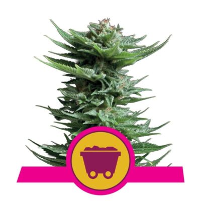 Image showcasing Shining Silver Haze from Royal Queen Seeds, displaying her cannabis buds known for their shimmering appearance and potent effects.