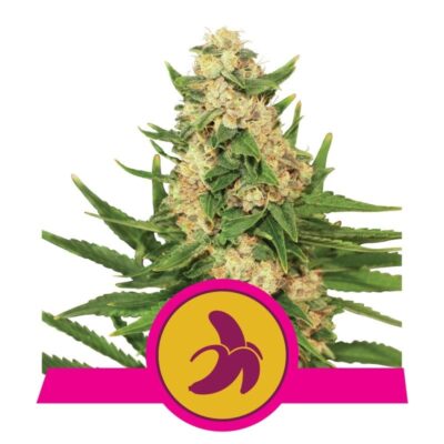 Photograph of the Fat Banana Strain by Royal Queen Seeds, highlighting resin-coated buds and vibrant green foliage, a popular and flavorful cannabis variety.