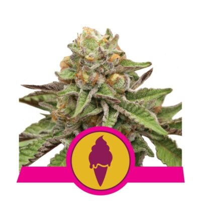 An image of 'Green Gelato from Royal Queen Seeds,' a robust and vibrant cannabis plant with resinous buds and lush green leaves.