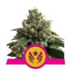 An image of 'Legendary OG Punch from Royal Queen Seeds,' a robust and healthy cannabis plant with resinous buds and lush green leaves, known for her legendary status in the world of cannabis strains.