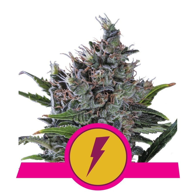 An image featuring North Thunderfuck cannabis strain from Royal Queen Seeds, known for her potent effects and robust growth, displaying lush green leaves and resinous buds.