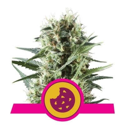 Royal Cookies from Royal Queen Seeds: A premium cannabis strain celebrated for her exceptional cookie-like genetics and exquisite qualities.