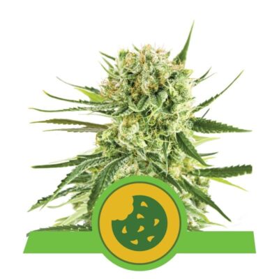 Royal Cookies Automatic from Royal Queen Seeds: An exceptional autoflowering cannabis strain prized for her delicious cookie-like genetics and outstanding attributes.