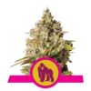 Royal Gorilla from Royal Queen Seeds: A prestigious cannabis strain celebrated for her exceptional genetics and outstanding qualities.