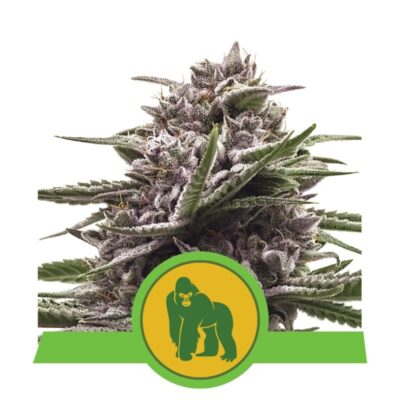 Royal Gorilla Automatic by Royal Queen Seeds: An elite autoflowering cannabis strain renowned for her superior genetics and exceptional attributes.
