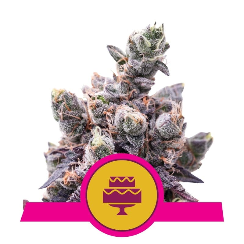 High-resolution image of a Wedding Gelato cannabis strain cultivated by Royal Queen Seeds, displaying her vibrant green leaves and resin-covered buds.