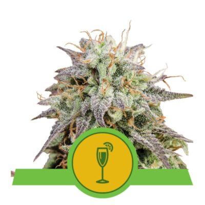 An image showcasing 'Mimosa Auto from Royal Queen Seeds,' a healthy and vibrant cannabis plant with resinous buds and lush green leaves.