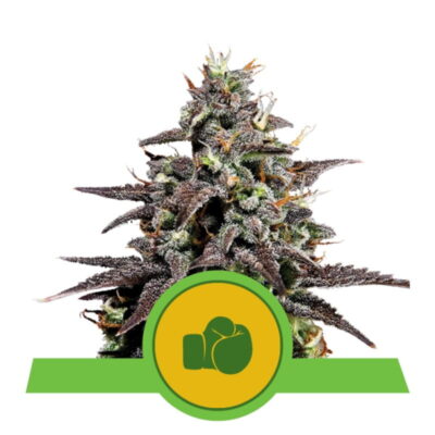 An appealing photo featuring a Purple Punch Auto cannabis plant, cultivated by Royal Queen Seeds, with her lush green leaves and deep purple accents.