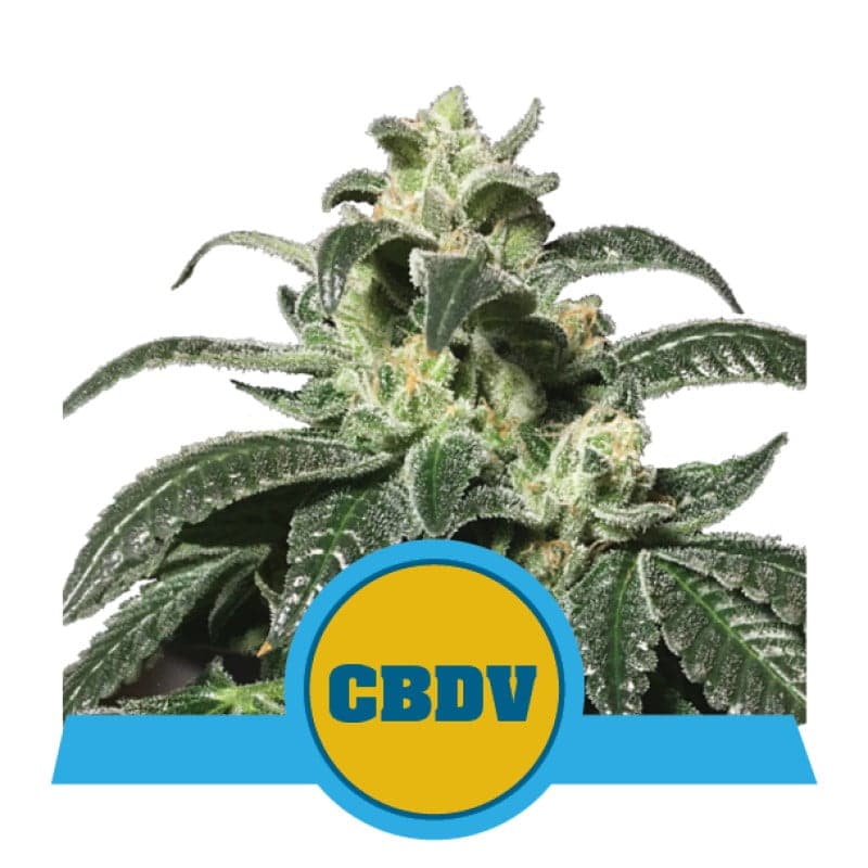 Royal CBDV Automatic from Royal Queen Seeds: A premium autoflowering cannabis strain known for her significant CBDV content and outstanding attributes.