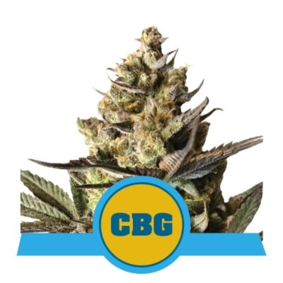 Royal CBG Automatic from Royal Queen Seeds: An elite autoflowering cannabis strain prized for her high CBG content and exceptional qualities.