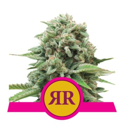 Royal Runtz from Royal Queen Seeds: A distinguished cannabis strain renowned for her exceptional genetics and premium qualities.