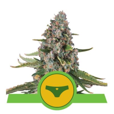 Image featuring Sherbet Queen Automatic from Royal Queen Seeds, an autoflowering cannabis strain celebrated for her sweet and fruity characteristics.