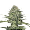 Rhino Ryder Auto from Fast Buds: A high-quality autoflowering cannabis strain known for her robust genetics and impressive characteristics.