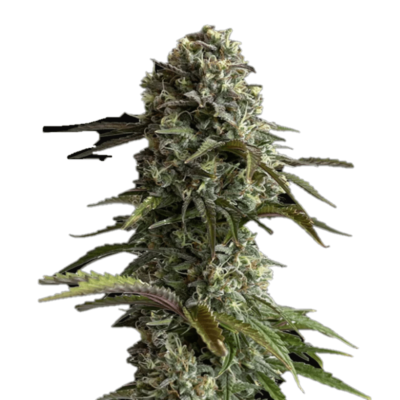 An image featuring Auto Skunk from Fast Buds, an autoflowering cannabis strain celebrated for her classic Skunk genetics and robust growth, displaying lush green foliage and resinous buds.