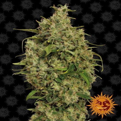 Photograph of the Sweet Tooth Strain from Barney's Farm, featuring her resinous cannabis buds known for their sweet aroma and potential effects.