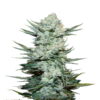 Image showcasing Tangie Matic Auto from Royal Queen Seeds, an autoflowering cannabis strain admired for her vibrant colors and citrusy aroma.