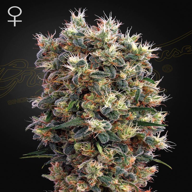 Close-up image of The Church Strain from Greenhouse Seeds, displaying her cannabis buds renowned for their distinct characteristics and potential therapeutic effects.