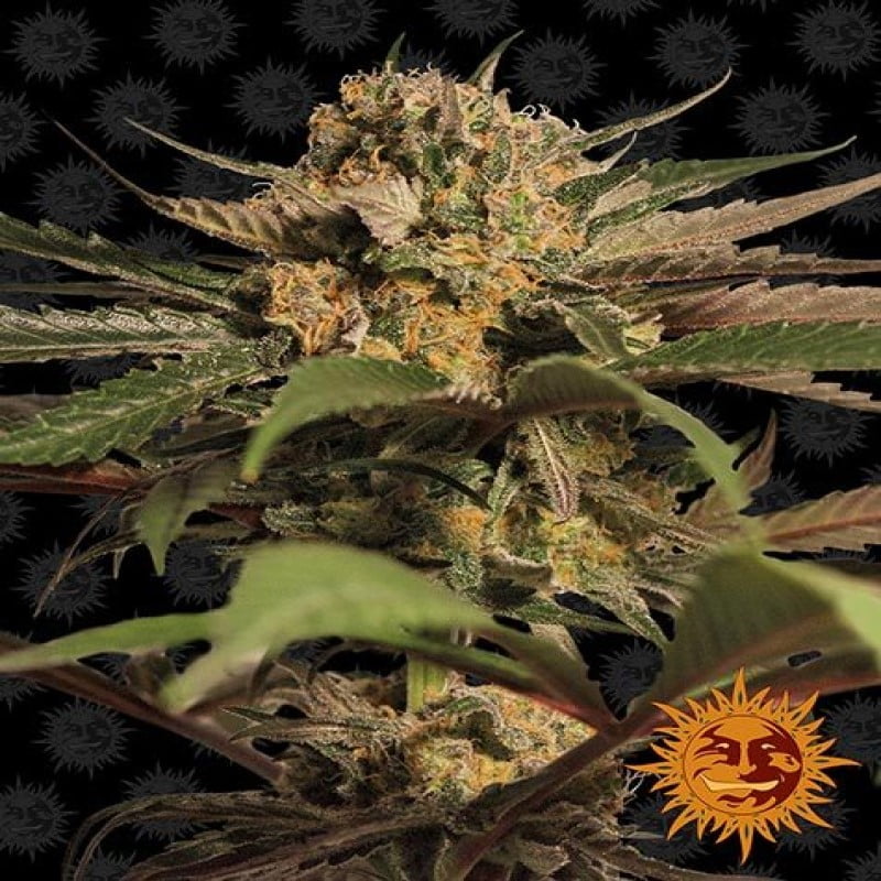 Close-up photograph of a vibrant Violator Kush cannabis strain grown by Barney's Farm, showcasing healthy green leaves and resinous, mature buds.