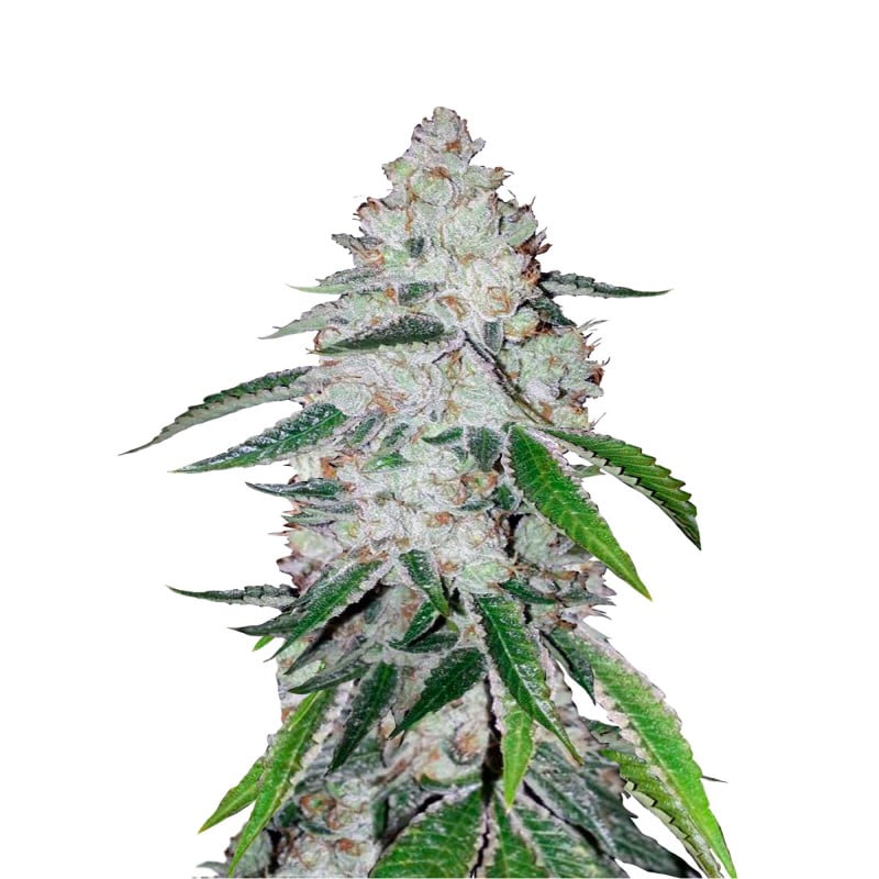 High-resolution photograph of a robust West Coast OG Auto cannabis plant by Fast Buds, displaying healthy foliage and glistening, resinous buds.