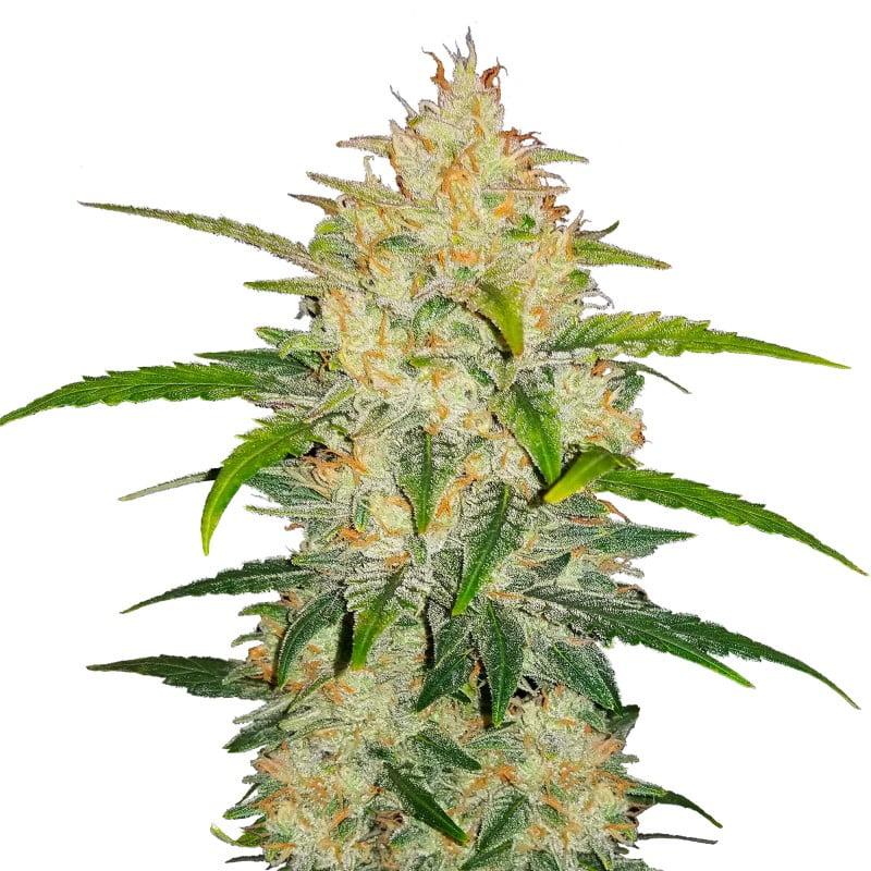 Close-up photo of a Zkittlez Auto cannabis plant cultivated by Fast Buds, featuring healthy foliage and trichome-covered flowers.