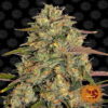 Amnesia Lemon by Barney's Farm, a premium cannabis strain known for its zesty citrus aroma and potent sativa effects, making it a sought-after choice among connoisseurs.
